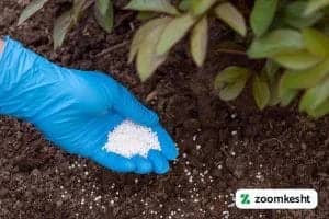 طرز استفاده از کود منیزیم