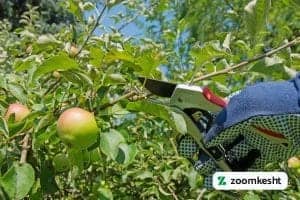 هرس درخت سیب