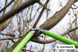 هرس درخت سیب