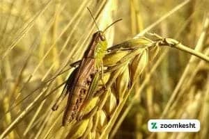 آفت و بیماری گندم