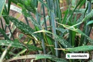 آفت و بیماری گندم