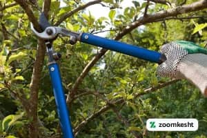 هرس درخت میوه