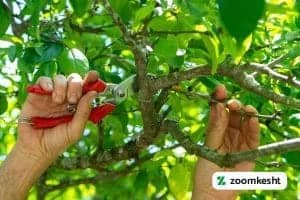 هرس درخت گلابی