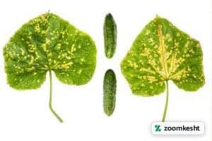 آفات و بیماری های خیار