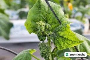 آفات و بیماری های خیار