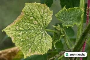 بیماری های خیار