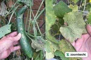 کنترل آفات و بیماری های خیار