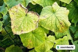 آفات و بیماری های خیار