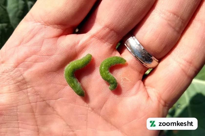 کرم های سبزیجات