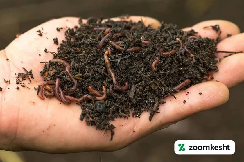 کرم های سبزیجات