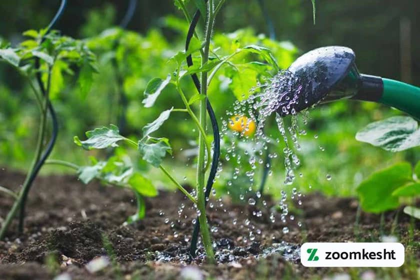 کاشت درخت زرد آلو (آبیاری درخت زردآلو)