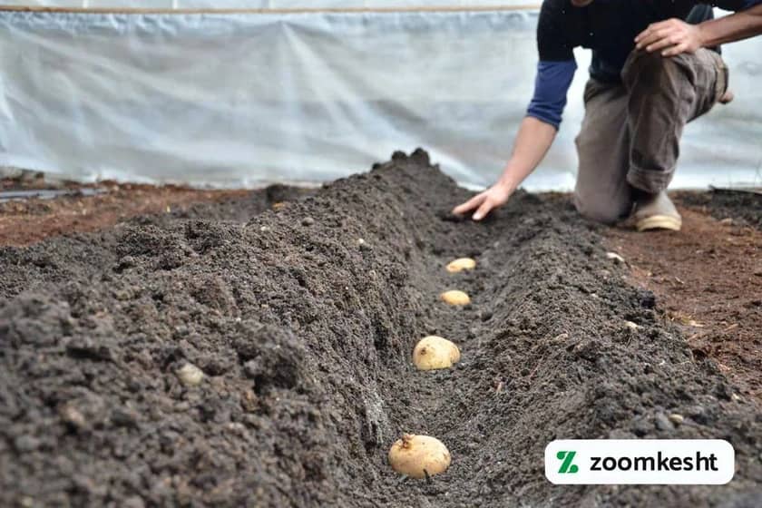 کاشت سیب زمینی