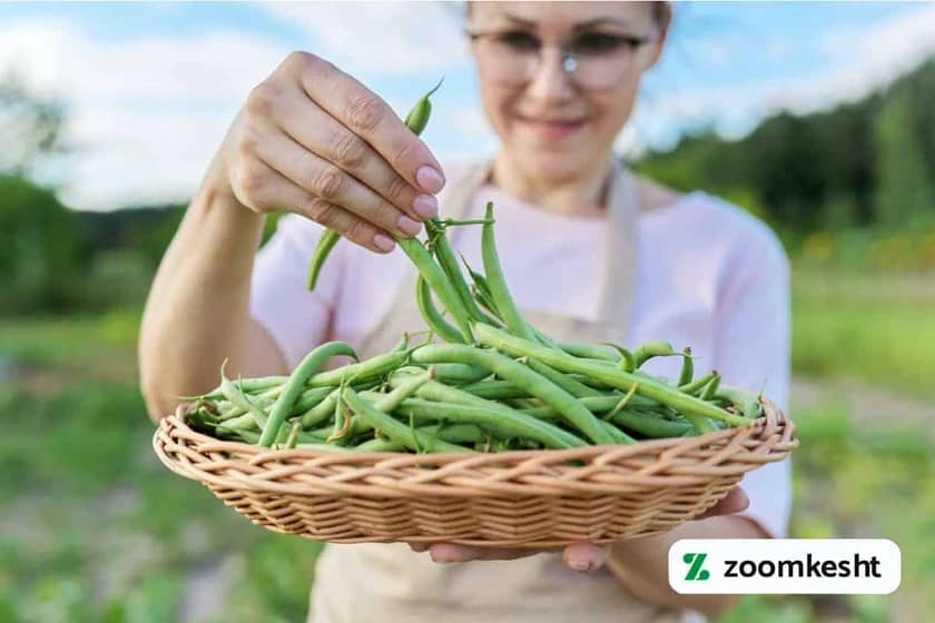 کوددهی لوبیا