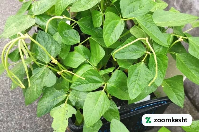 کاشت لوبیا در گلدان