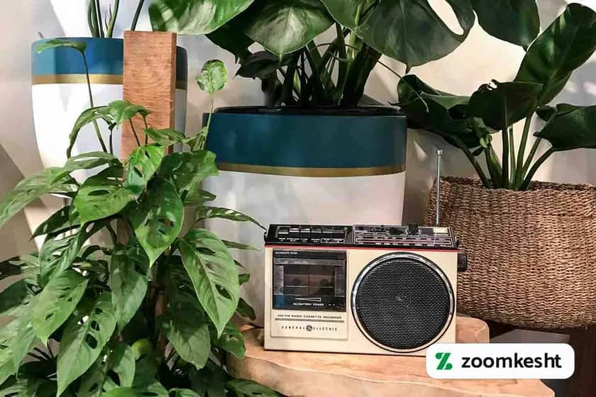 تاثیر موسیقی بر رشد گل و گیاهان