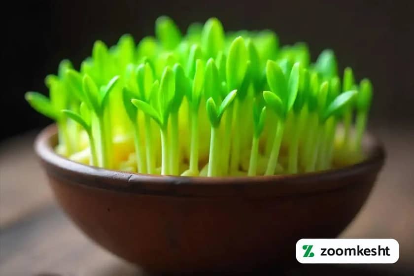 کاشت سبزه عید