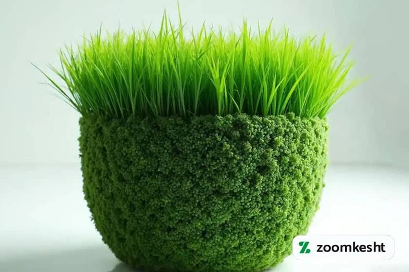 کاشت سبزه در 5روز