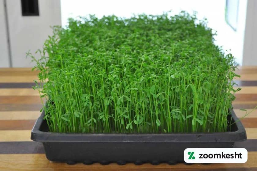 کاشت سبزه عدس