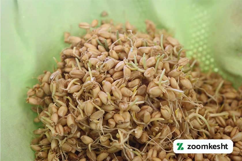 کاشت سبزه گندم