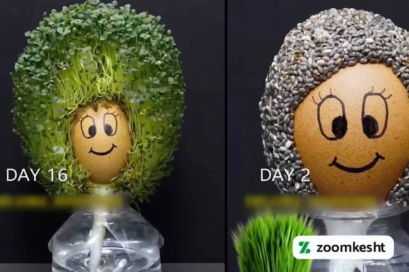 کاشت سبزه تخم شربتی