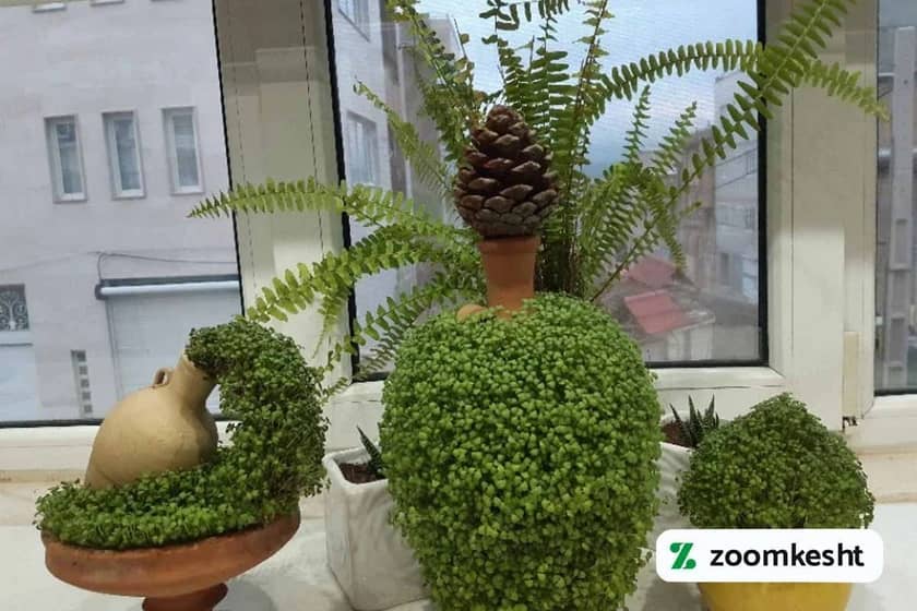 کاشت سبزه تخم شربتی