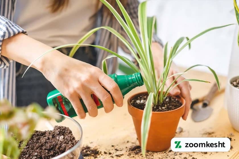 کوددهی گل و گیاه