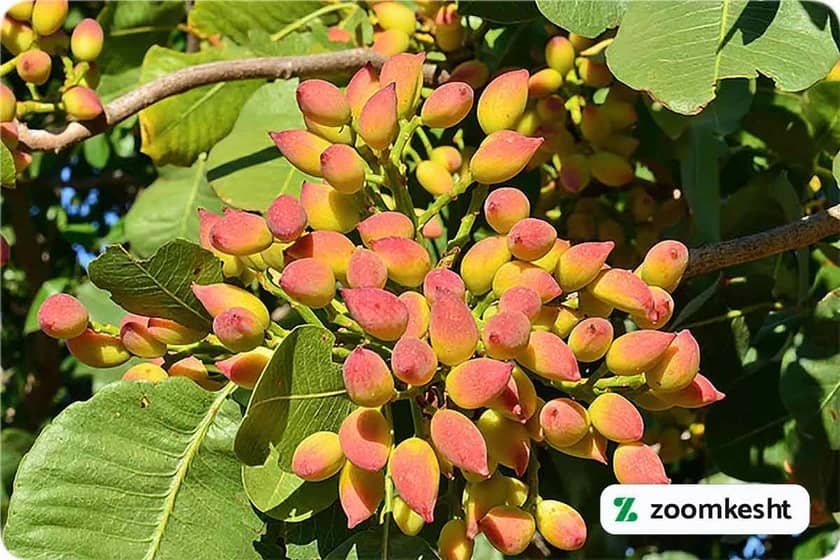 نهال پسته اکبری "گران‌ترین نهال میوه"