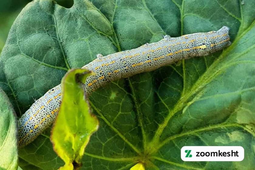 آفات گیاهان آپارتمانی