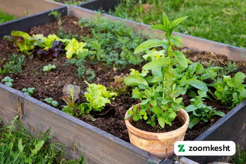 کاشت نعنا در باغچه و گلدان