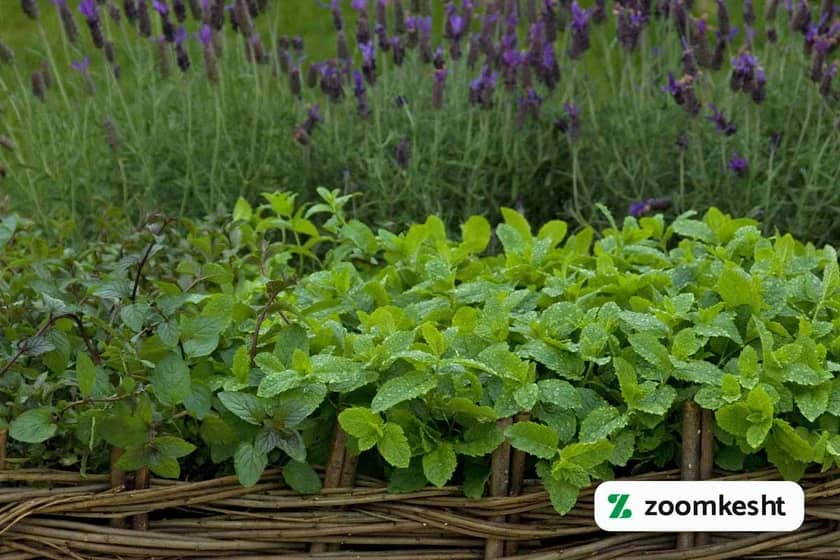 کاشت نعنا در باغچه