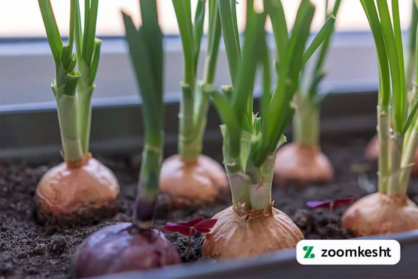 کاشت پیاز در باغچه