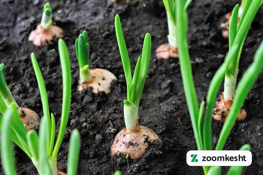 کاشت پیاز در باغچه