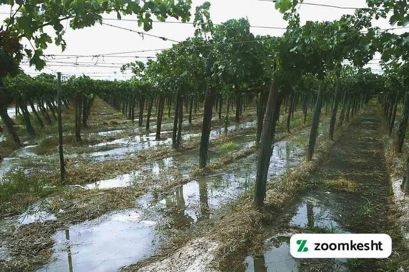 آبیاری انگور