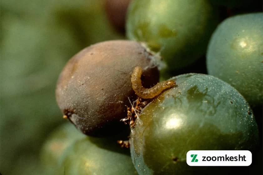 کرم خوشه خوار انگور