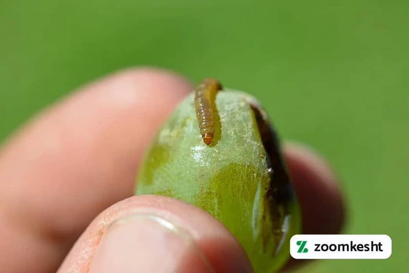 کرم خوشه خوار انگور