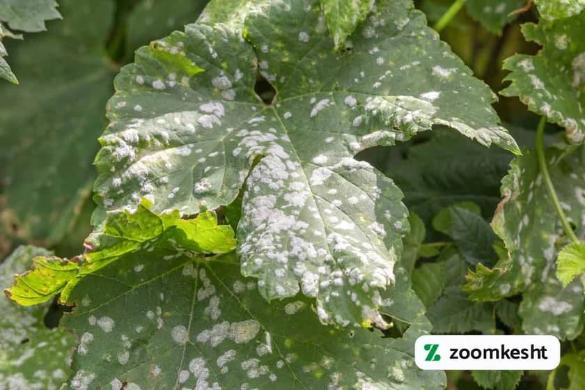 سفیدک سطحی انگور