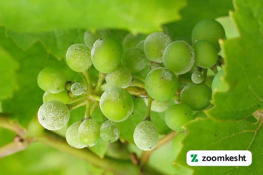 سفیدک سطحی انگور