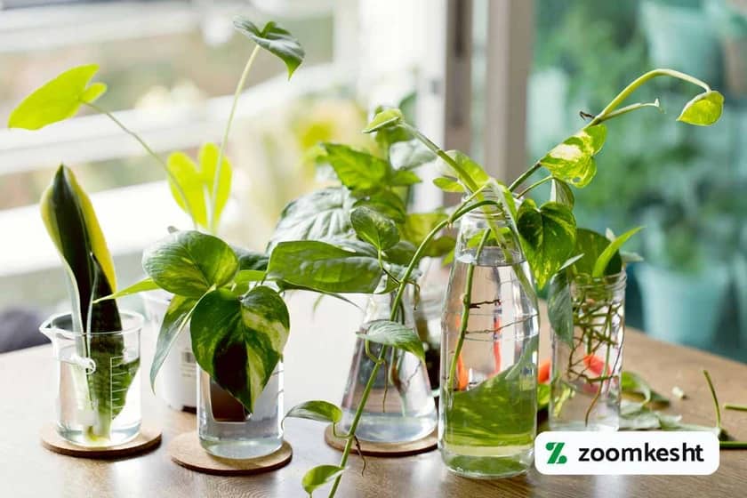 تکثیر گیاهان آپارتمانی