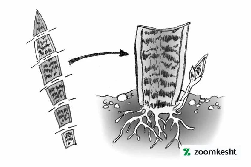 تکثیر گیاهان آپارتمانی