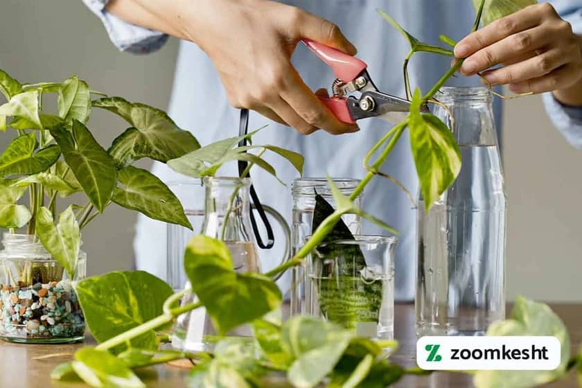 قلمه ساقه پتوس