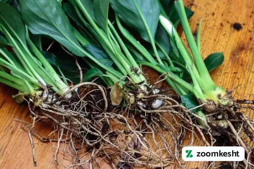 تقسیم بوته اسپاتی فیلوم