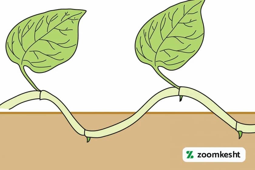 تکثیر خوابانیدن گیاه