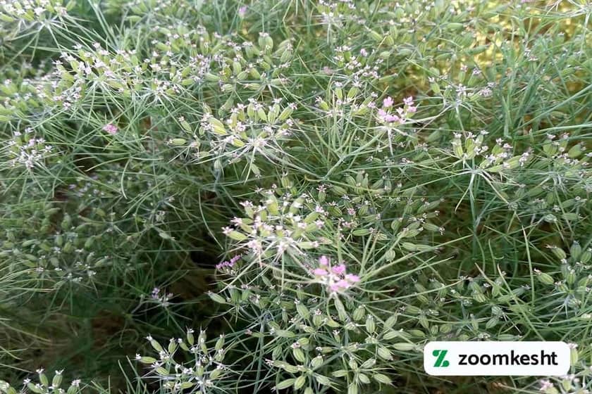 کاشت زیره سبز