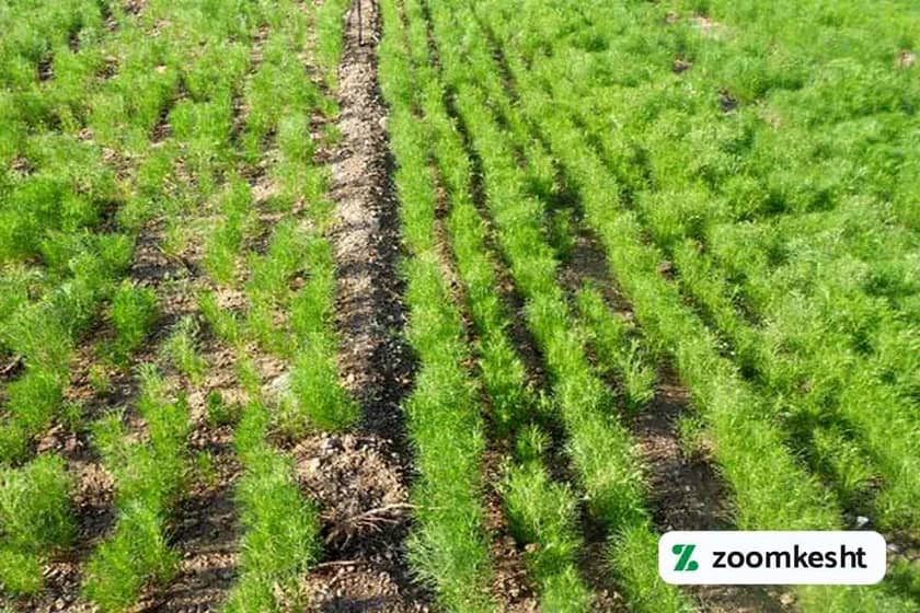 کاشت زیره سبز دیم