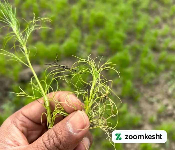 بلایت زیره سبز