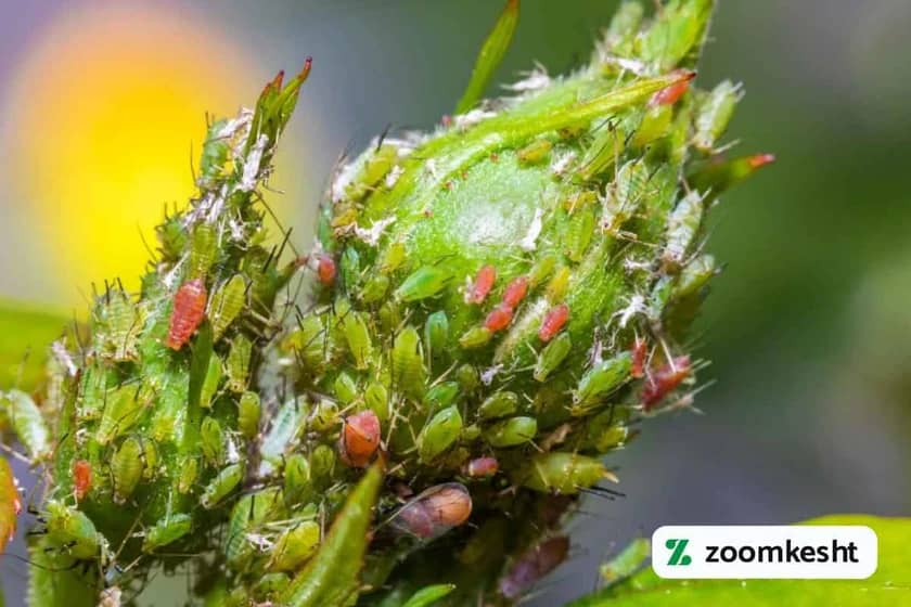 آفات گل محمدی