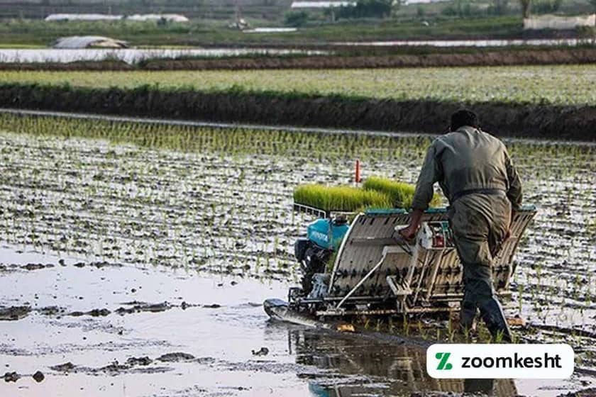 شخم‌ زنی و آماده‌سازی زمین برنج
