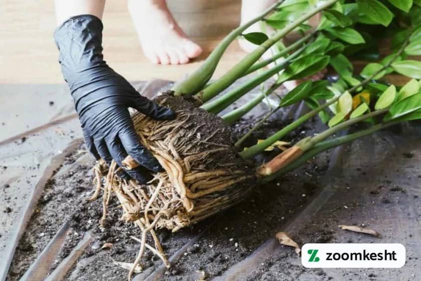 کود سه بیست برای تقویت ریشه زاموفیلیا