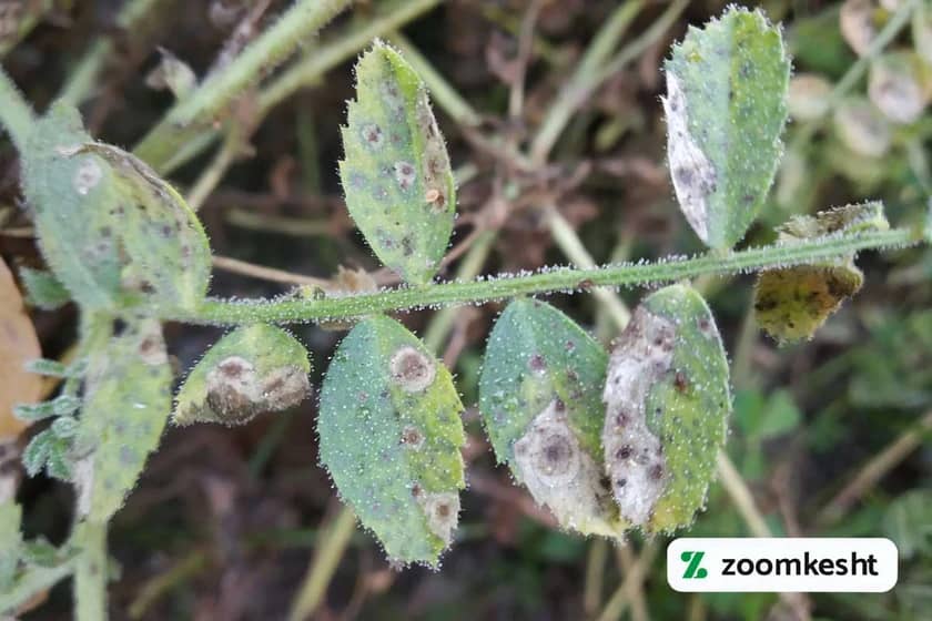 قارچ برق زدگی نخوه