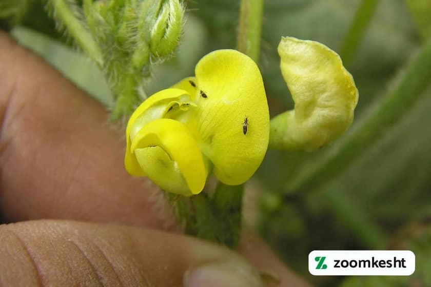 تریپس توتون و گل لوبیا